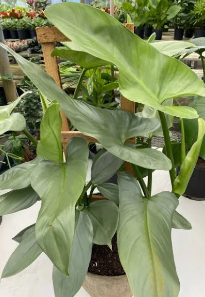 silversword philodendron 10" Philodendron Silver Sword Totem – The Margaret Cleveland