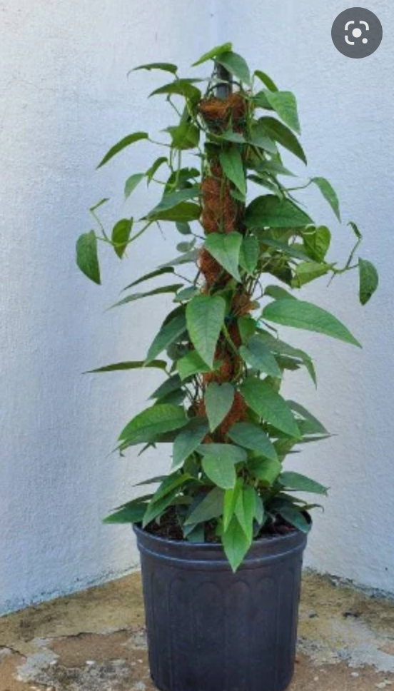 cebu blue pothos price 10" Pothos Cebu Blue Totem – The Margaret Cleveland