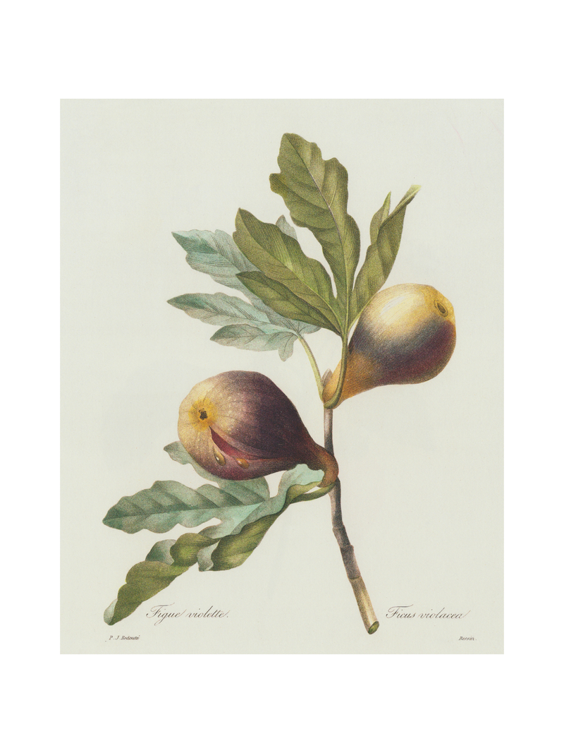 Figs Vintage Botanical Print 8x10