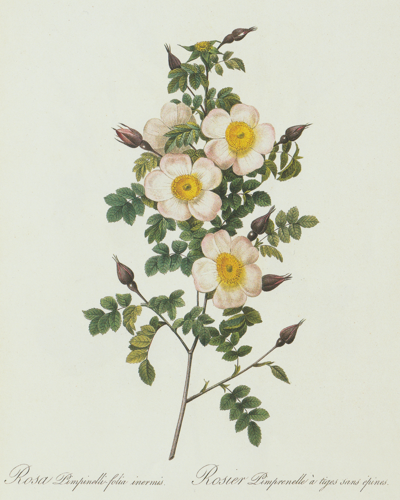 Wildflower Botanical Antique Print