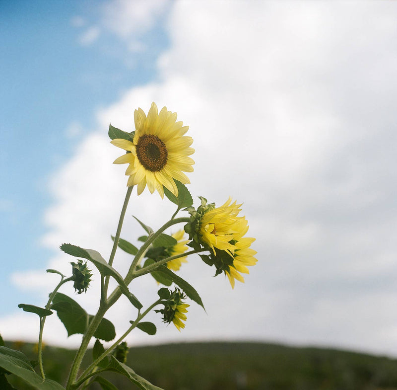 Lemon Queen Sunflower Garden Seeds