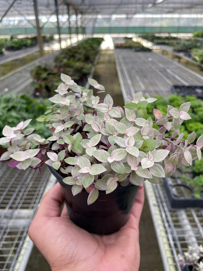 Tradescantia Callisia 'Pink Panther' - 4" Pot