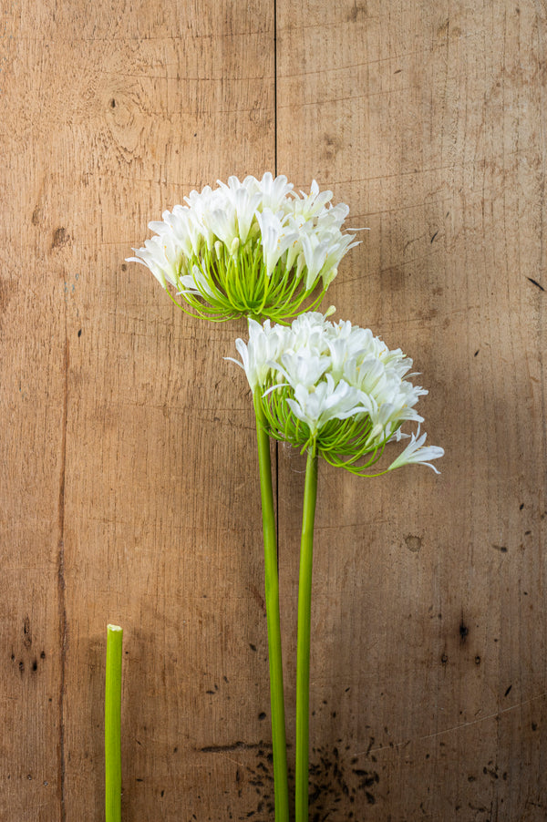 40 Inch White Agapanthus Stem