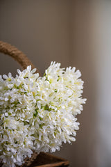 40 Inch White Agapanthus Stem