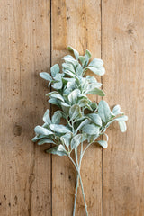 20 Inch Lambs Ear Stem