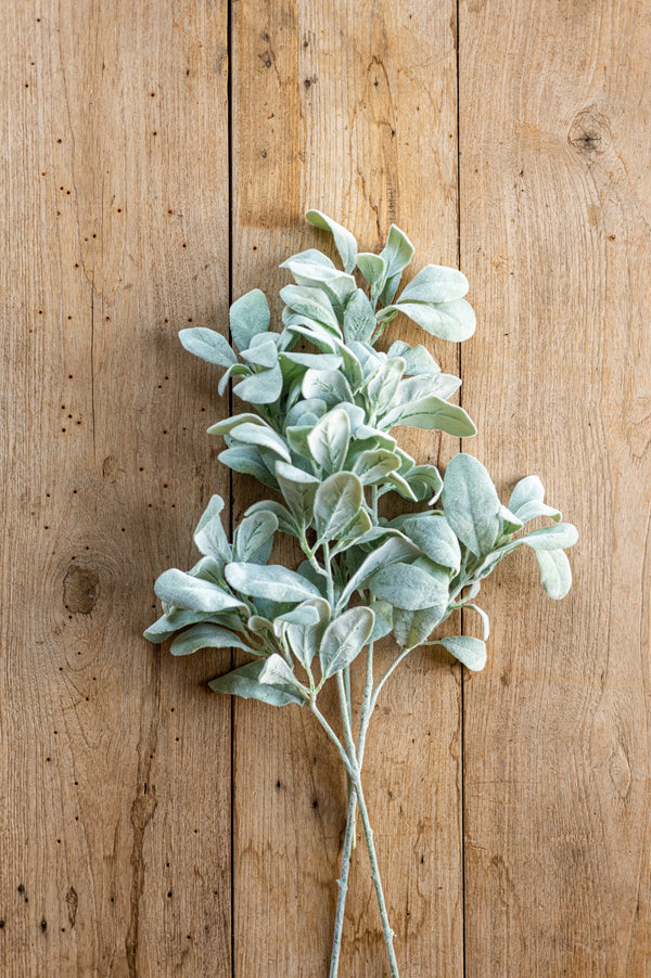 20 Inch Lambs Ear Stem