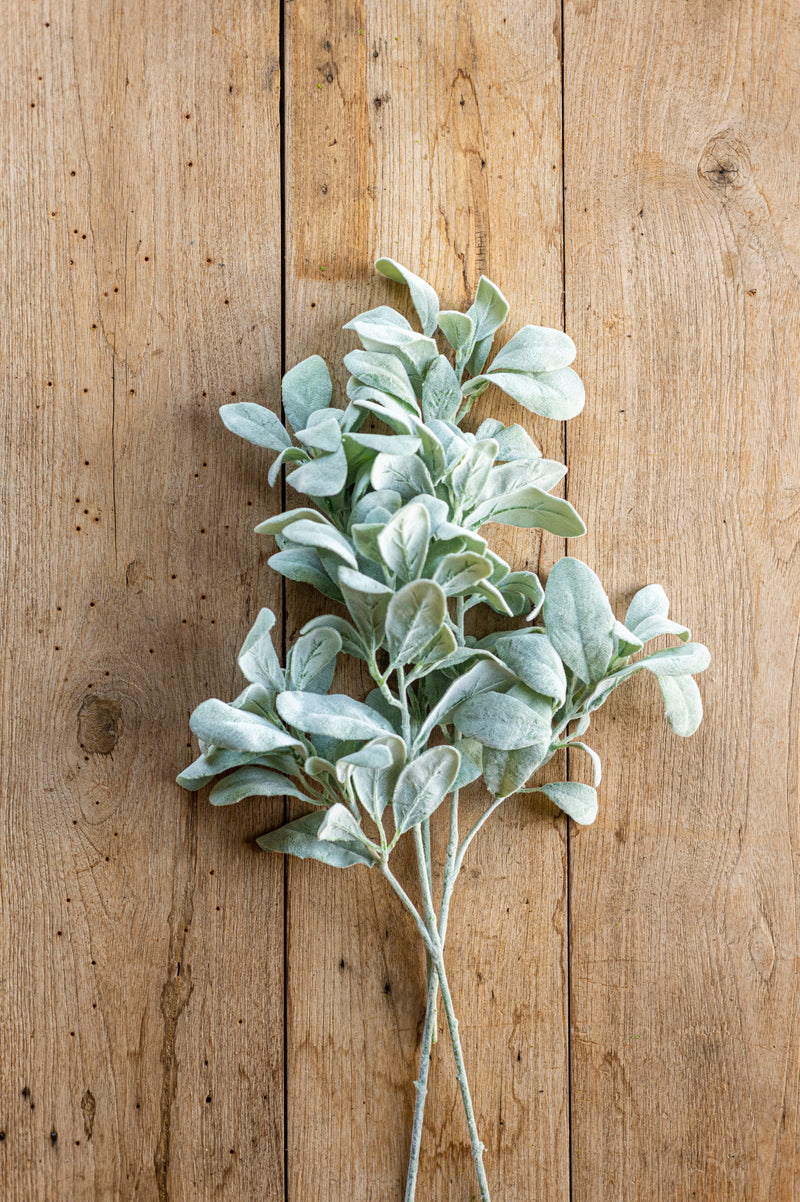 20 Inch Lambs Ear Stem