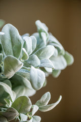 20 Inch Lambs Ear Stem