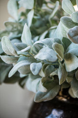 20 Inch Lambs Ear Stem