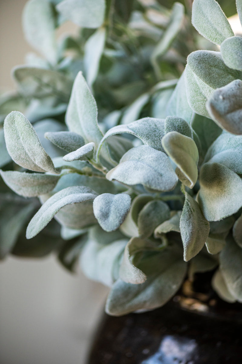 20 Inch Lambs Ear Stem