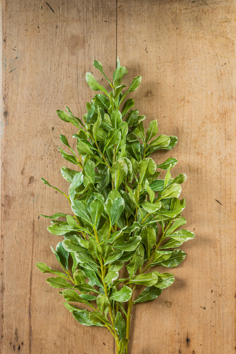 28" Pittosporum Leaf Stem