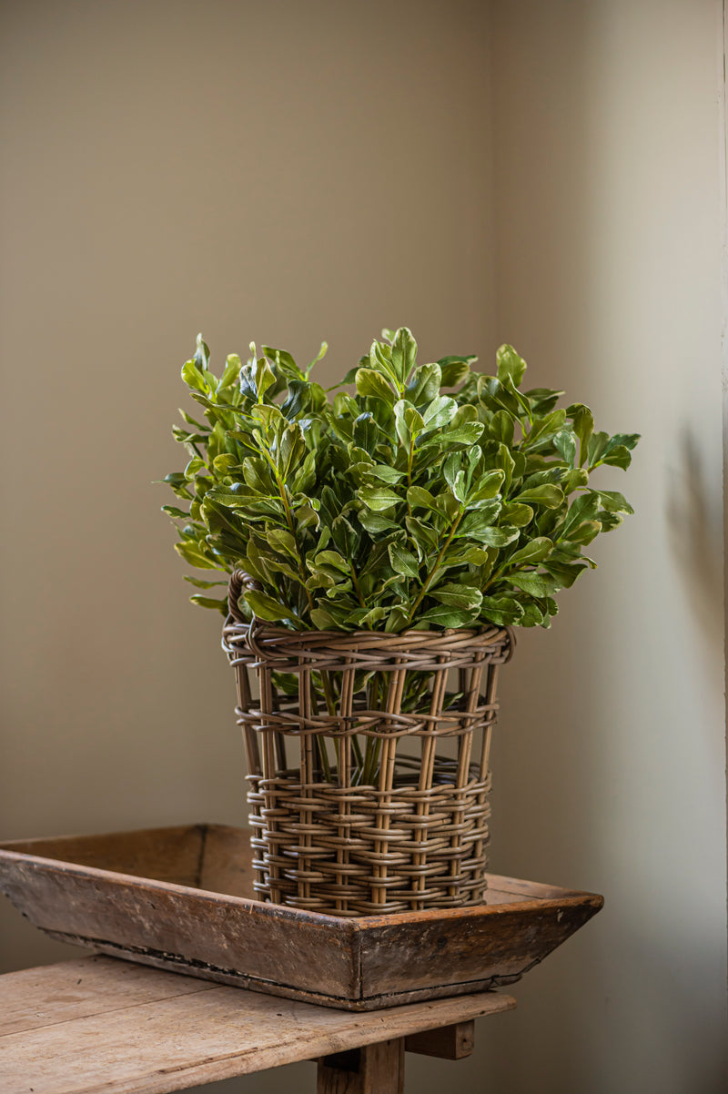 28" Pittosporum Leaf Stem