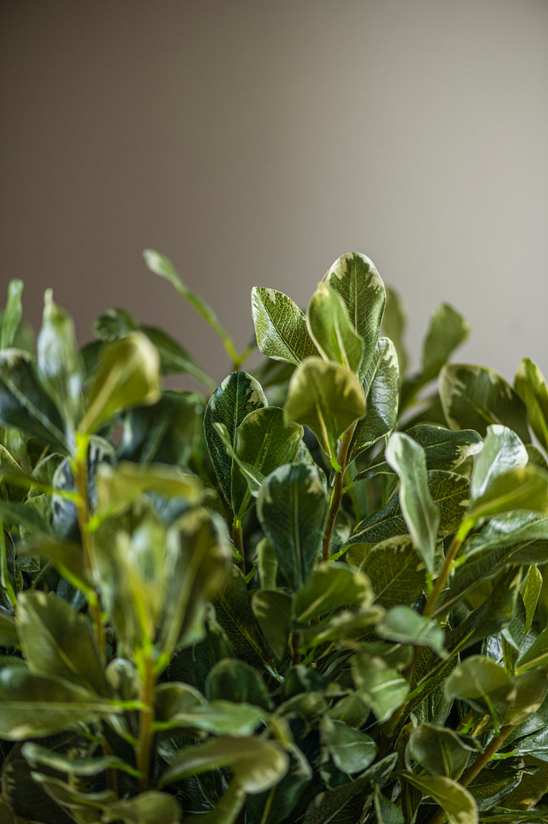 28" Pittosporum Leaf Stem