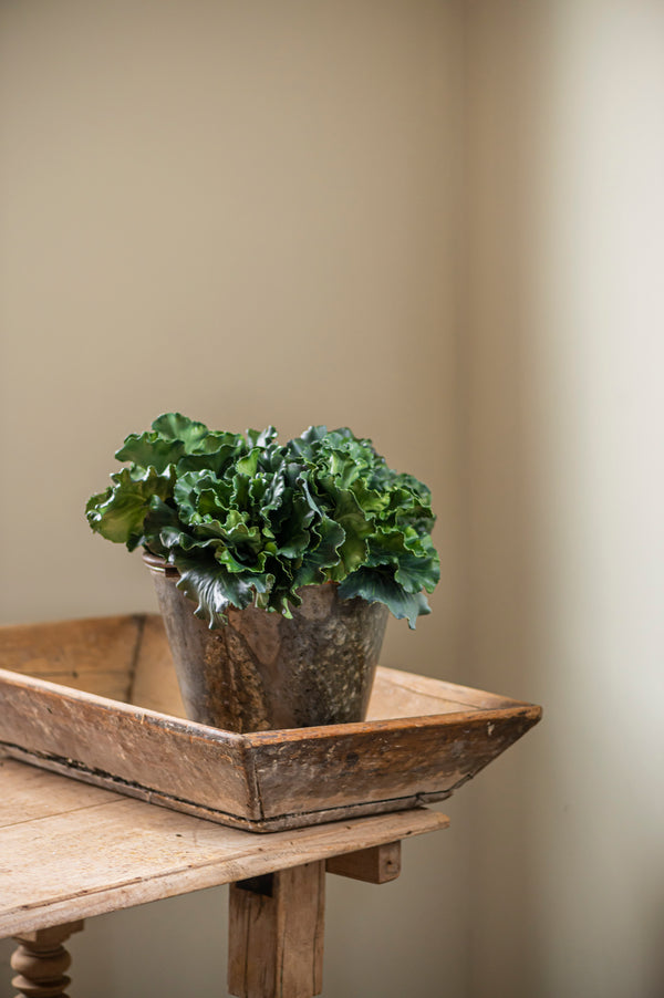 10" Real Touch Kale Bush
