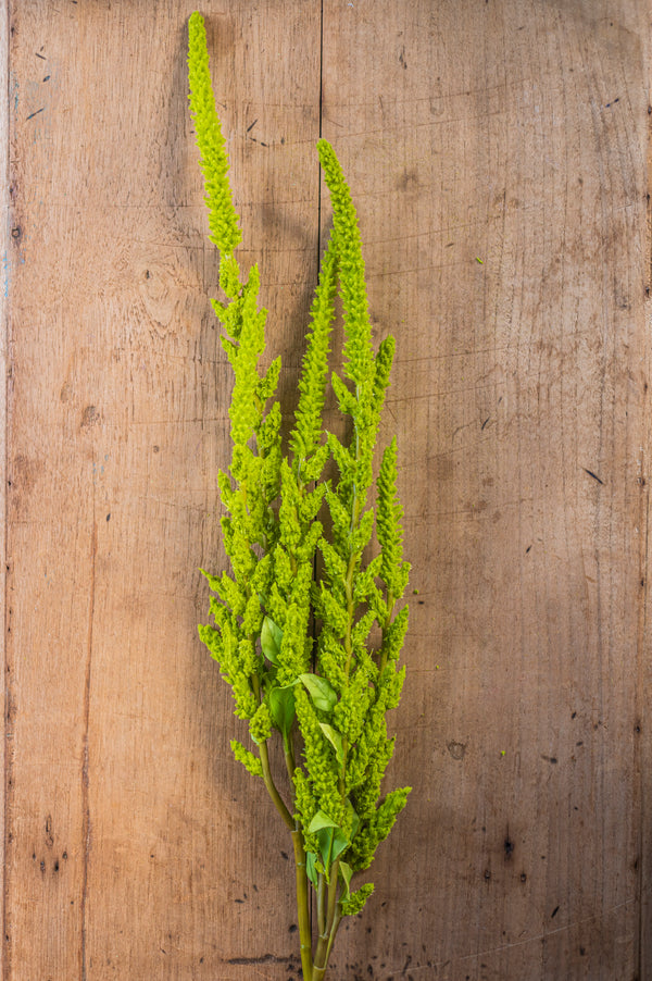 37 Inch Green Amaranthus Stem