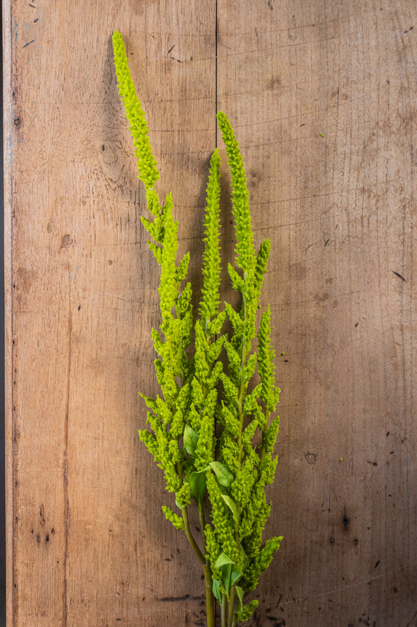 37 Inch Green Amaranthus Stem