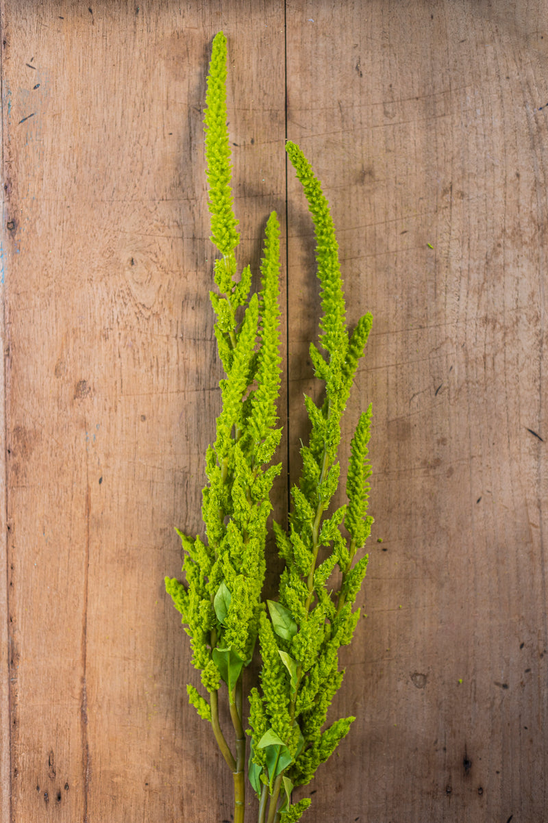 37 Inch Green Amaranthus Stem