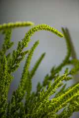 37 Inch Green Amaranthus Stem