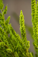 37 Inch Green Amaranthus Stem
