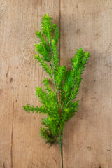 36" Dill Spray