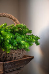 36" Dill Spray