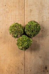 4" Dark Green Sedum Ball