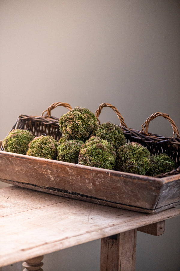 4" Dark Green Sedum Ball