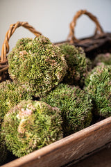 4" Dark Green Sedum Ball