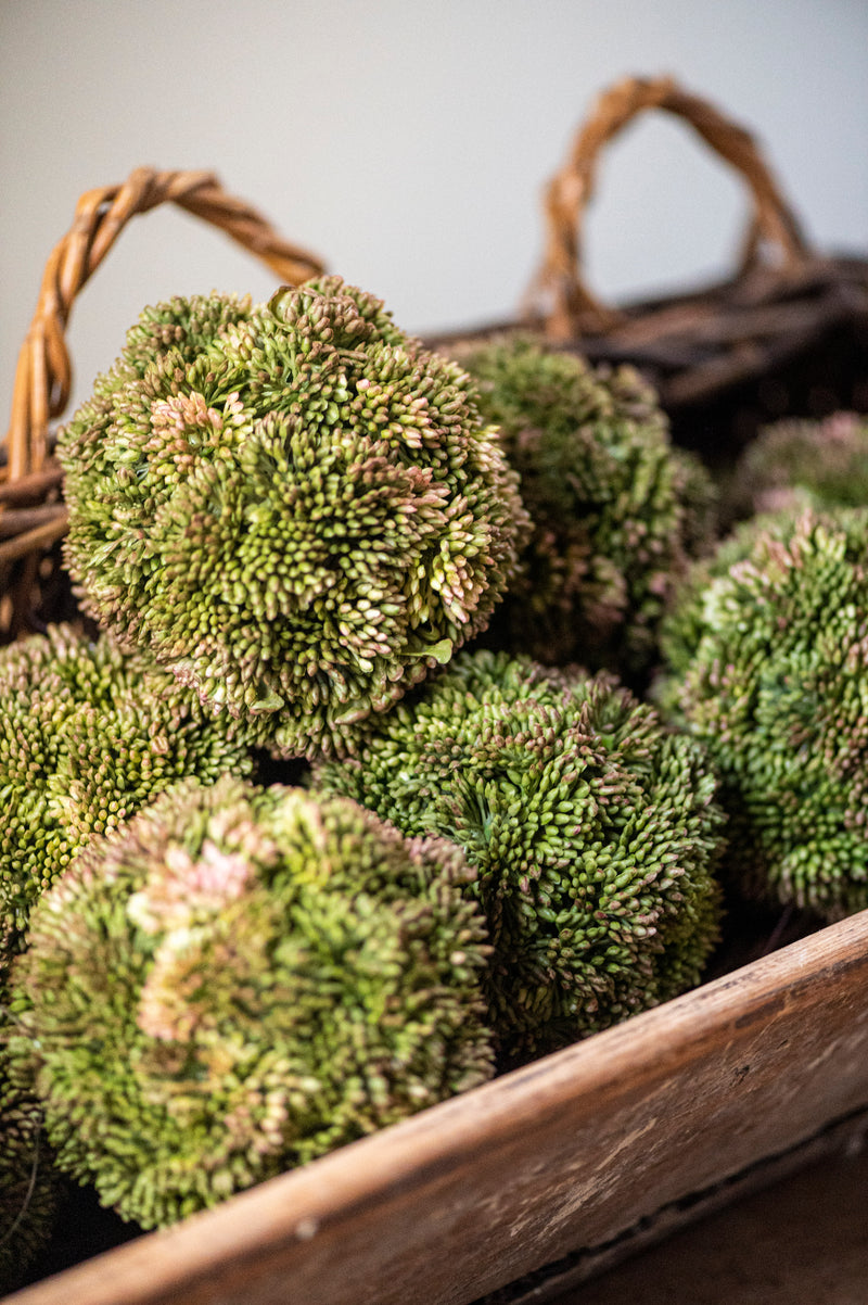 4" Dark Green Sedum Ball