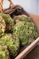 4" Dark Green Sedum Ball