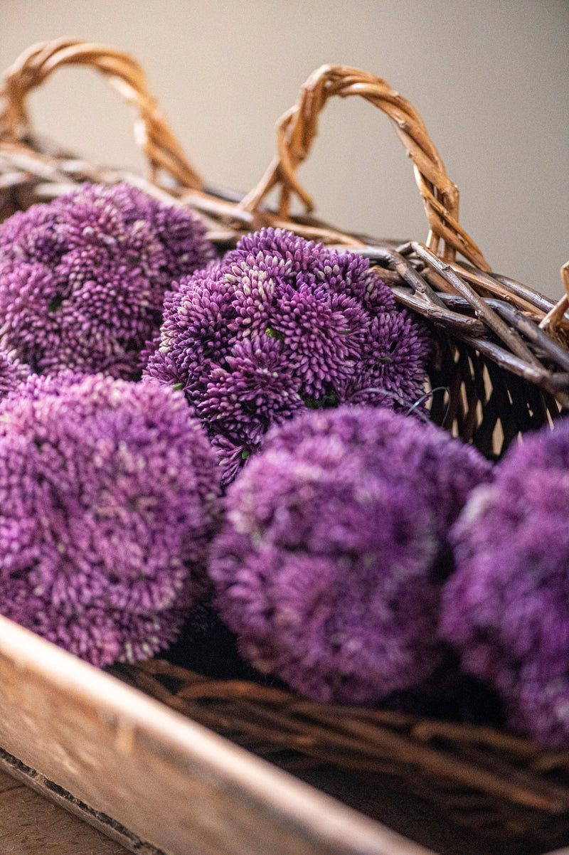 4" Dark Purple Sedum Ball