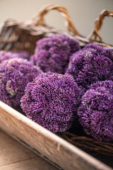 4" Dark Purple Sedum Ball