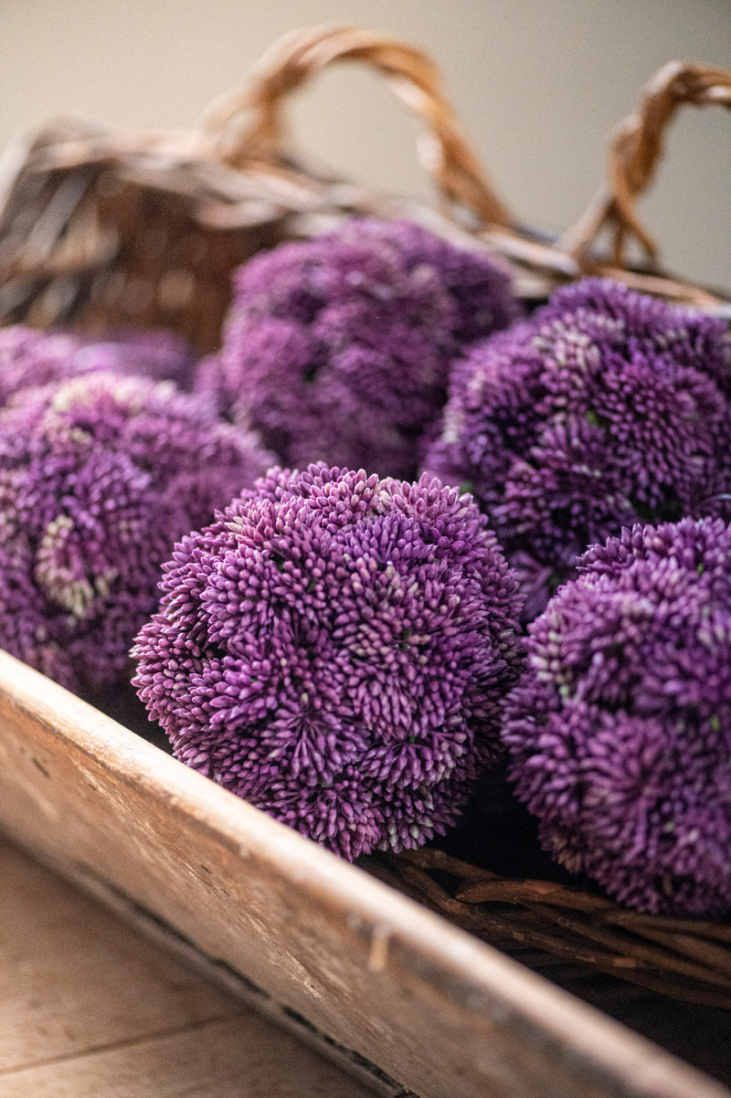 4" Dark Purple Sedum Ball
