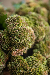 28"Dark Green Sedum Stem