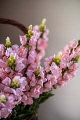 20.5" Pink Snapdragon Flower Stem