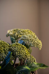23" Green Hydrangea Buds Stem