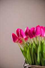 26.75" Fuchsia Silk w/Real Touch Single Tulip Stem
