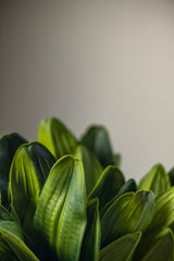 13" Real Touch 5 Orchid Leaves Stem