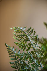 36 Inch Real Touch Royal Fern Stem