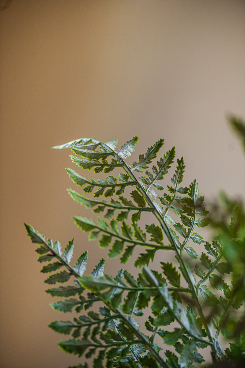 36 Inch Real Touch Royal Fern Stem