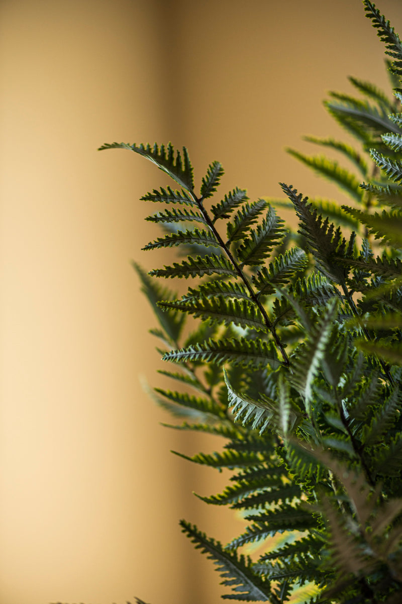 36 Inch Real Touch Ostrich Fern Stem