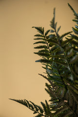 36 Inch Real Touch Ostrich Fern Stem