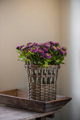 24" Triple Head Purple Zinnia Stem