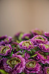 24" Triple Head Purple Zinnia Stem