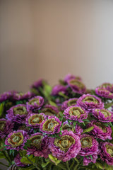 24" Triple Head Purple Zinnia Stem