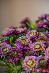 24" Triple Head Purple Zinnia Stem