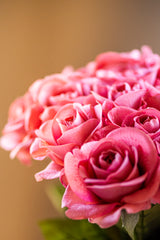 17 Inch Coral Real Touch Full Bloom Rose Stem w/Foliage Bundle (6