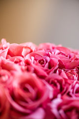 17 Inch Coral Real Touch Full Bloom Rose Stem w/Foliage Bundle (6