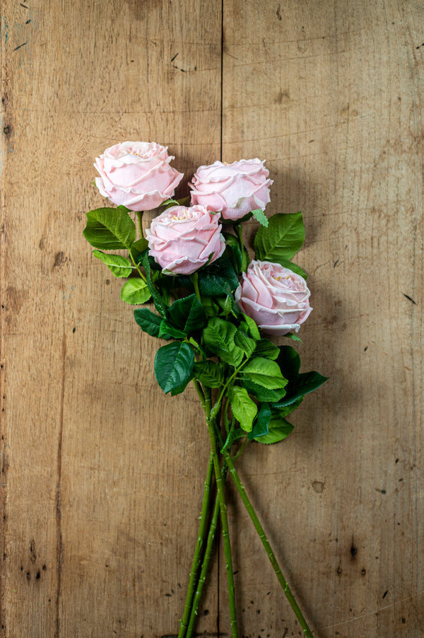 24" Peach Real Touch Austin Rose Stem