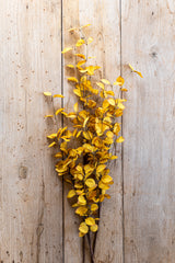 34 Inch Yellow Eucalyptus Stem